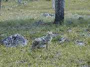 Slough Creek Coyote